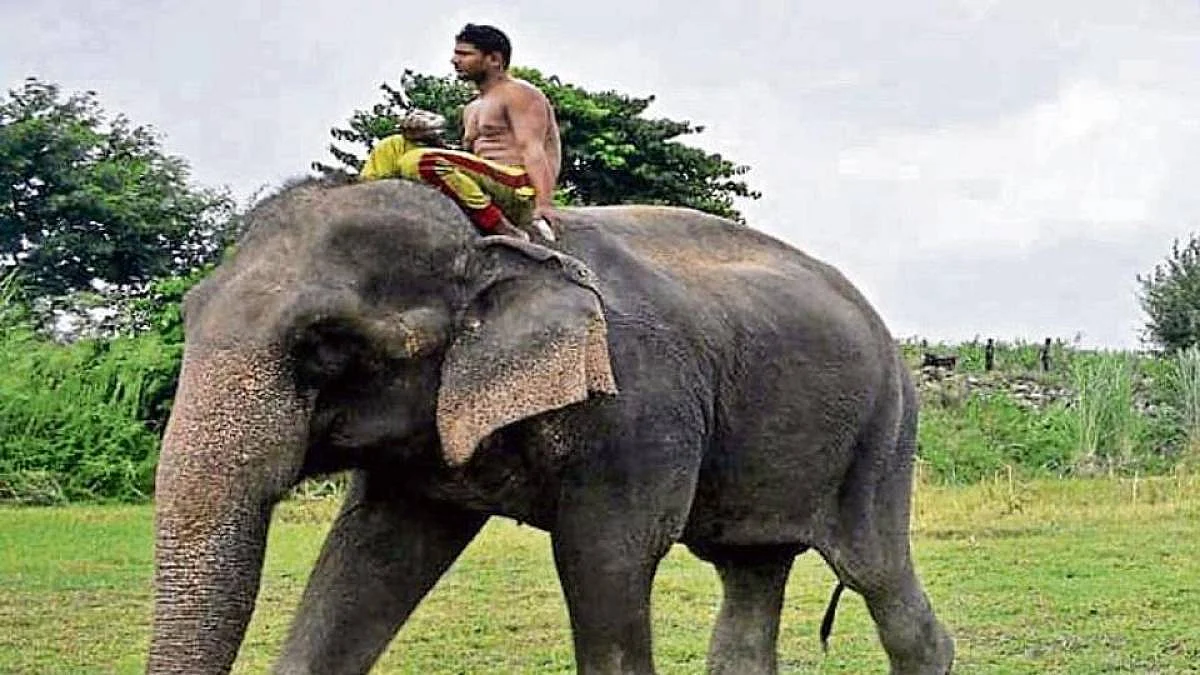 Laxmi, the missing elephant