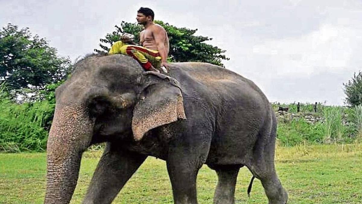 Laxmi, the missing elephant