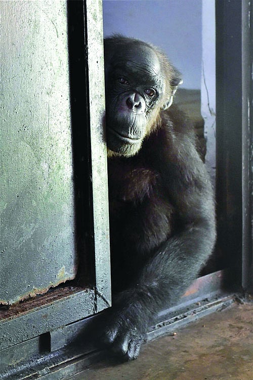  ED attaches chimpanzees, marmosets under PMLA!