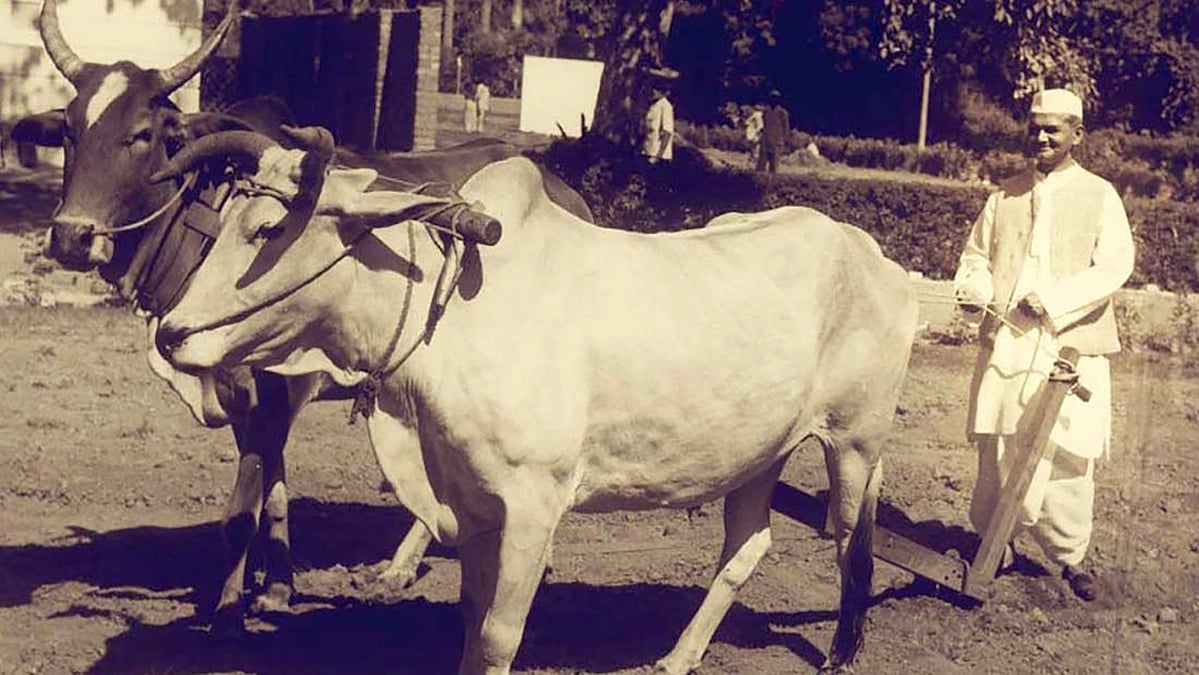 Lal Bahadur Shastri ploughing Pradhan Mantri Awas’ lawn