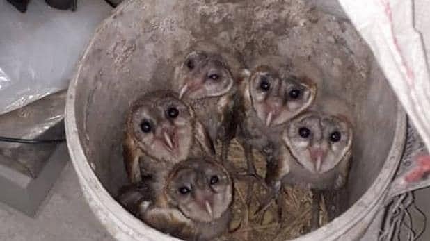 5 owls being delivered to occultist for sacrifice on Diwali saved