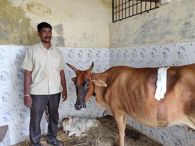 52 kg plastic waste, syringes, coins found in cow’s stomach  
