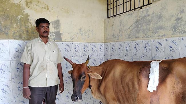 The cow which went through surgery (IANS Photo)