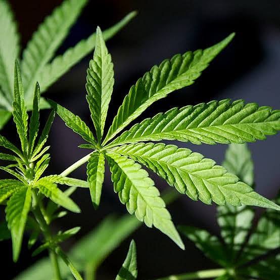 Is decriminalisation of marijuana in India a better move?