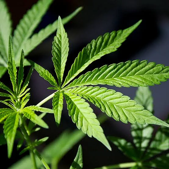 Cannabis Plant