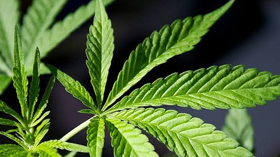 Cannabis Plant