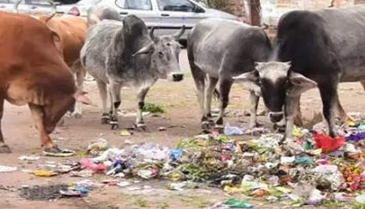 Goa govt sends ‘meat eating’ cows for treatment, wants them turned herbivore