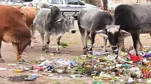 Goa govt sends ‘meat eating’ cows for treatment, wants them turned herbivore