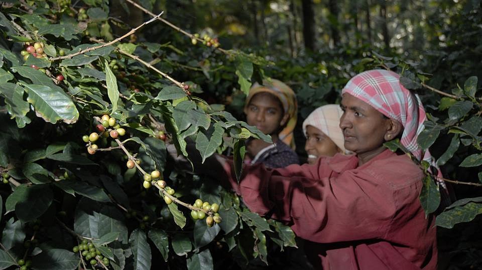 Coffee growers brew up a campaign against sexual harassment at workplace on International Coffee Day