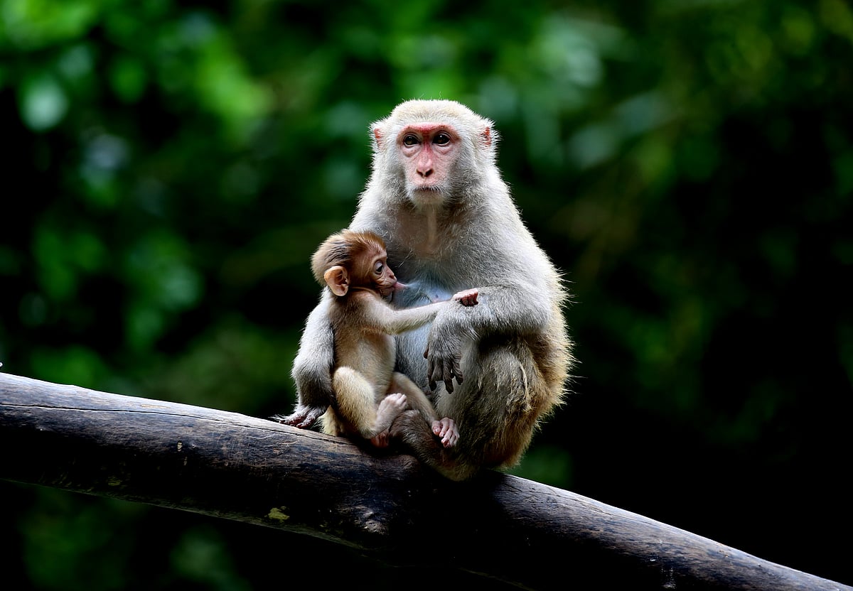 Tension in UP district after monkey shot dead  
