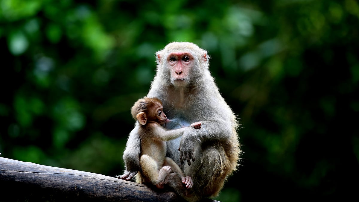 Monkey