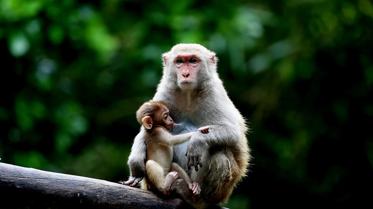 Monkey