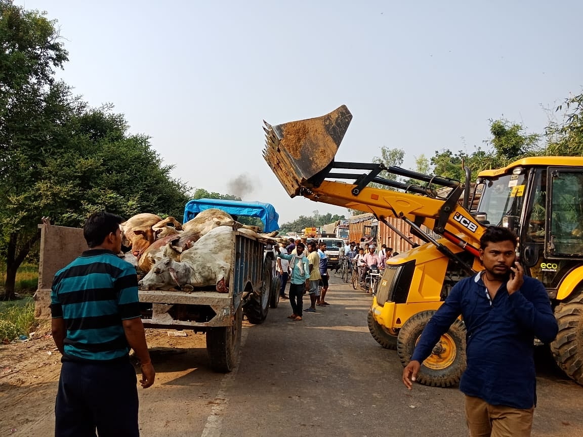 12 cows killed in Uttar Pradesh road accident