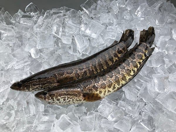 Fish that ‘walks’ on land and kills others creates panic in US state