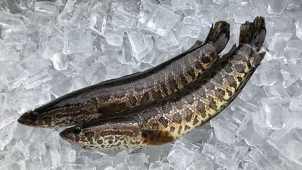 A specimen of the Northern Snakehead fish.