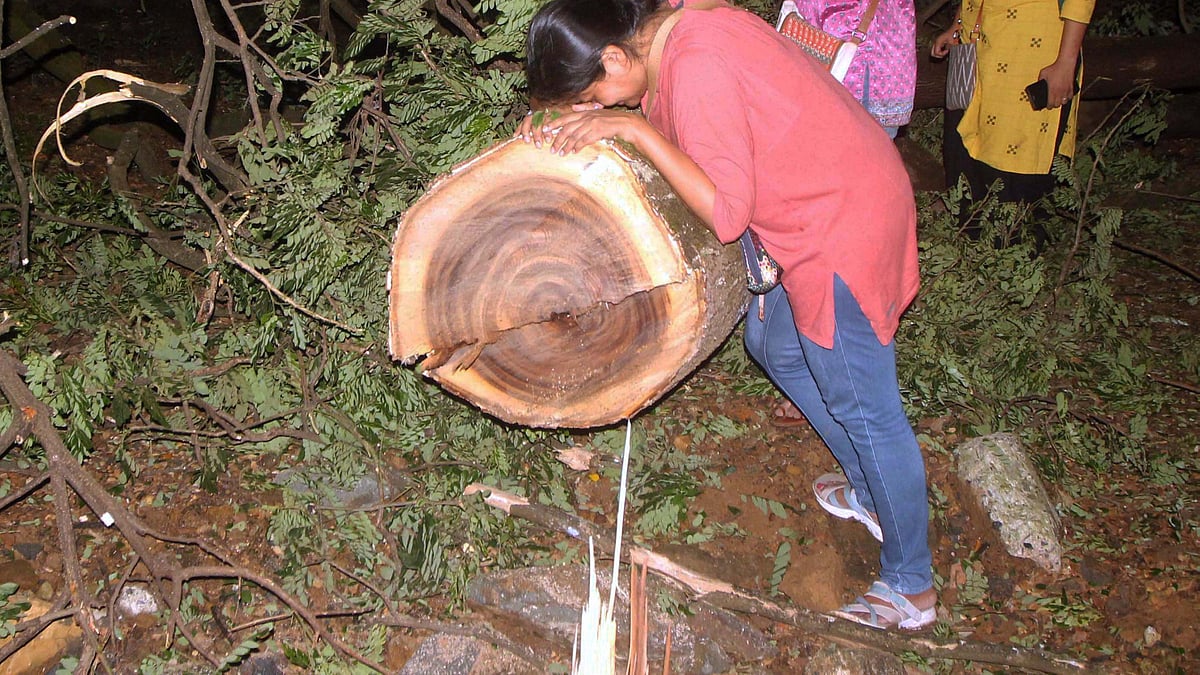 People enter the metro car shed on the spot during tree cutting at Aarey colony in Mumbai late Friday. (PTI Photo)
