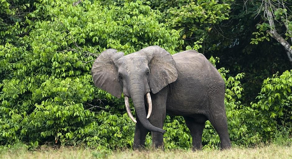 Elephants dying of hunger, thirst in drought-hit Zimbabwe  