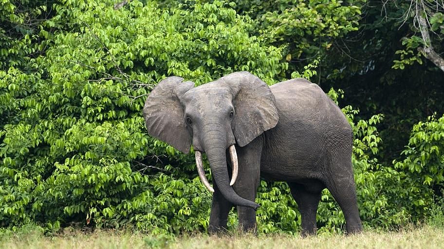 Elephant (Photo courtesy: social media)