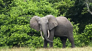 Elephants dying of hunger, thirst in drought-hit Zimbabwe