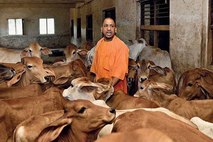 No takers for cow protection scheme in UP; just 10,000 adopt cow so far