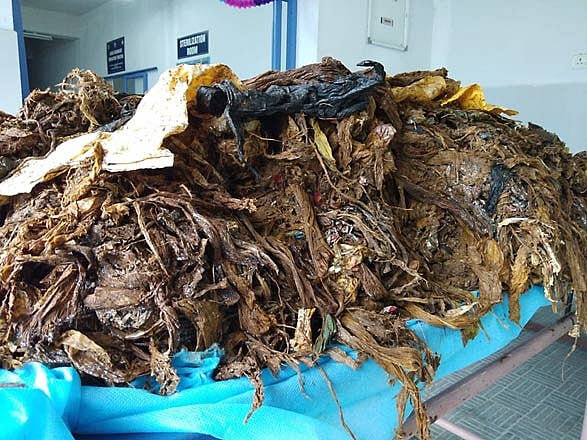 Waste from the cow’s stomach (IANS Photo)