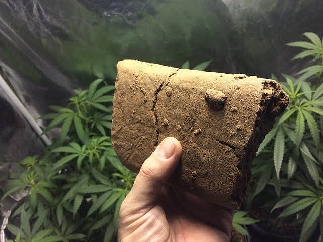 Hashish (<i>charas)</i>, a substance, separated resin, either in  crude or purified form, obtained from the cannabis plant and also includes concentrated preparation and resin known as hashish oil or liquid hashish