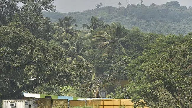 Aarey forest in Mumbai