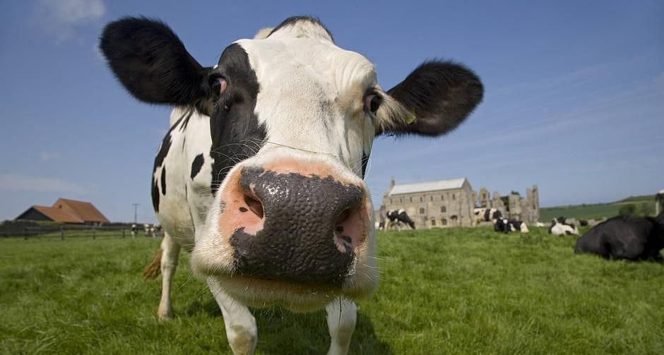 ‘Foreign cows are not gaumatas, Indian cows have gold in their humps’: WB BJP president