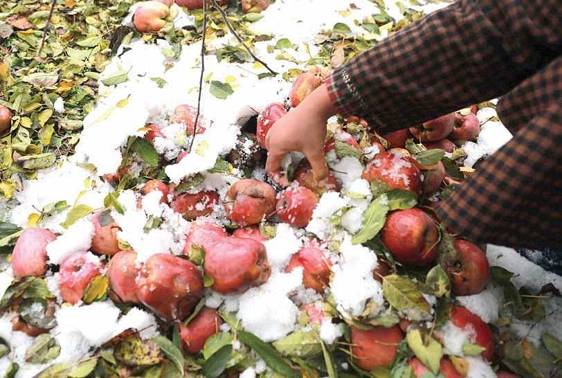 Kashmiri farmers distraught as untimely snowfall wreaks havoc on apple orchards 