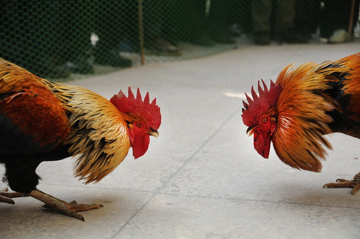 ‘Murder’ of rooster: FIR against 7 in Bihar  