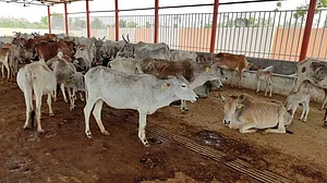 Now, coats for cows in Ayodhya!