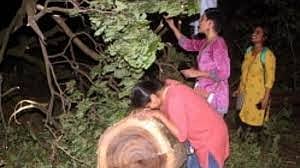 SC extends ban on felling trees in Mumbai’s Aarey Colony