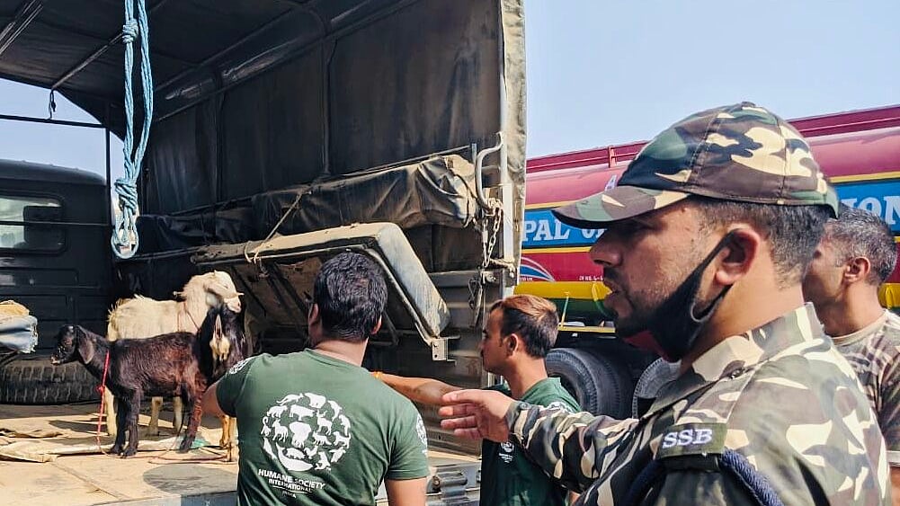 SSB checking animals movement at Indo-Nepal border (NH Photo by Biswajeet Banerjee)