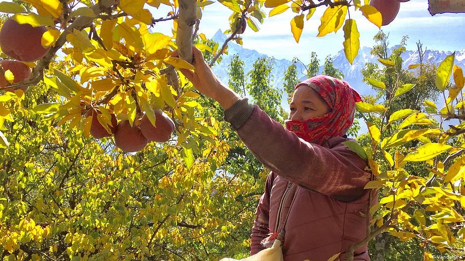 India's apple farmers feel the heat