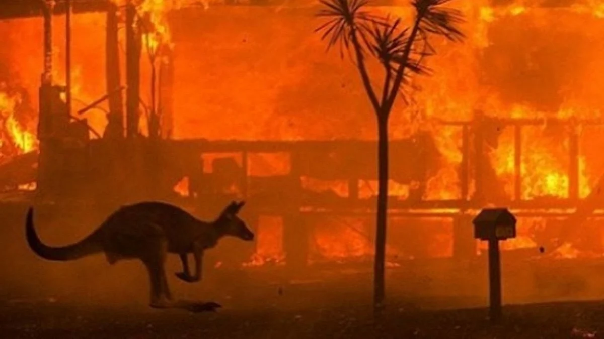 Australian bush fire (File Photo)