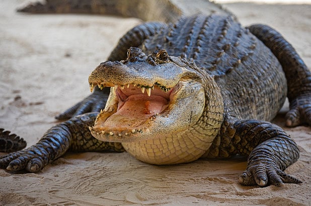 After big cats, Madhya Pradesh now also turns into Alligator State  