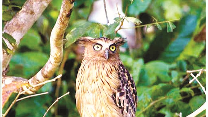 Two hoots for the owl!     