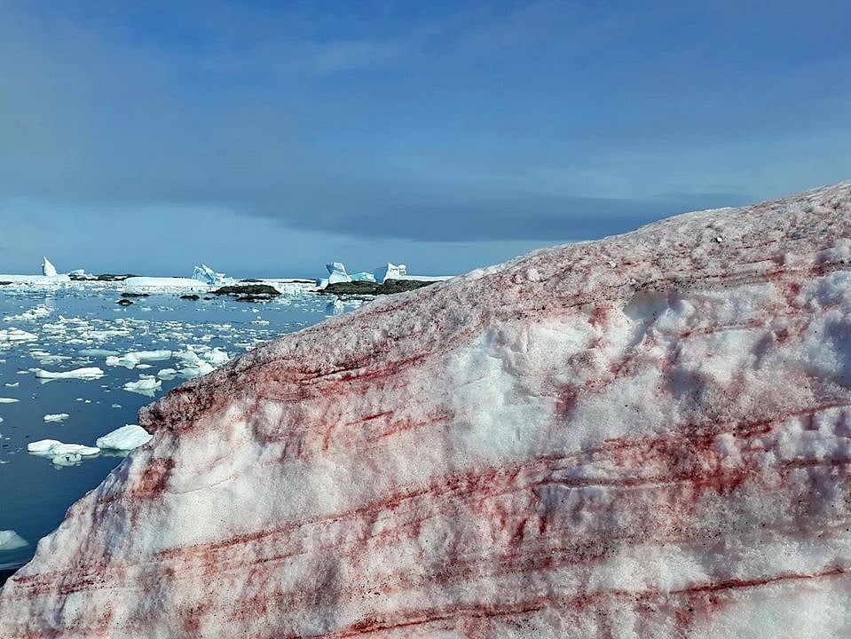 Antarctica snow turns blood-red, Twitterati amazed, Ukraine’s Ministry of Education explains