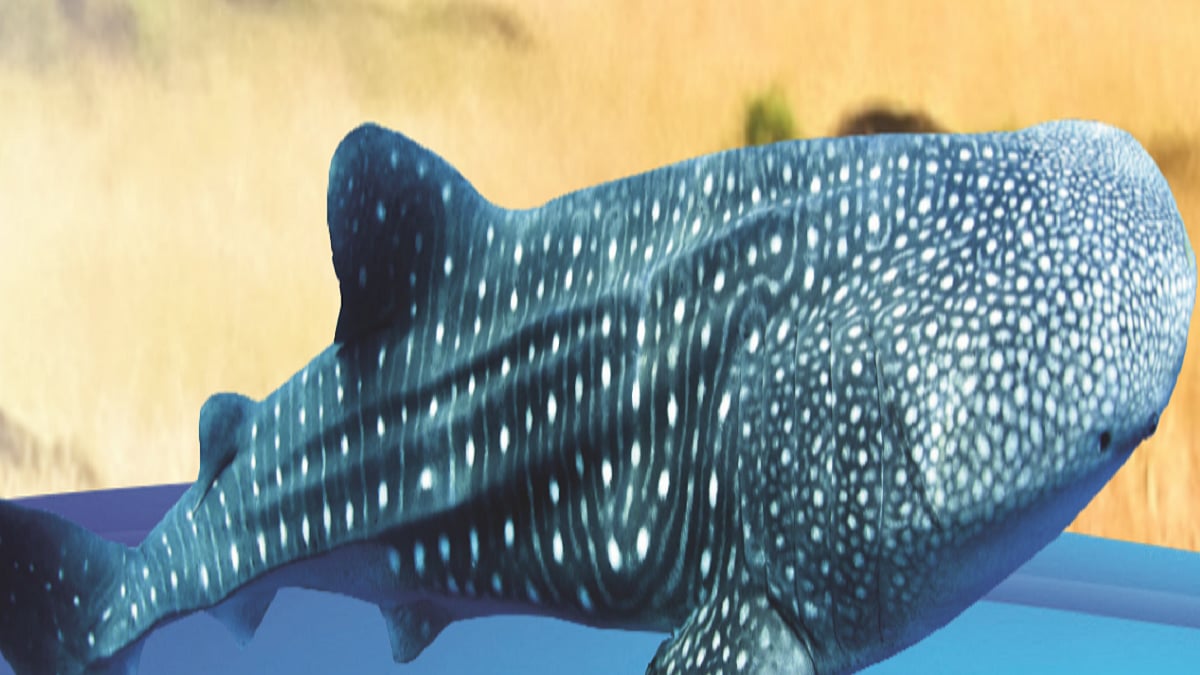 Gujarat and the gentle giant of the seas   
