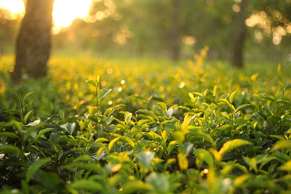 All about tea you’d like to know with your morning cuppa