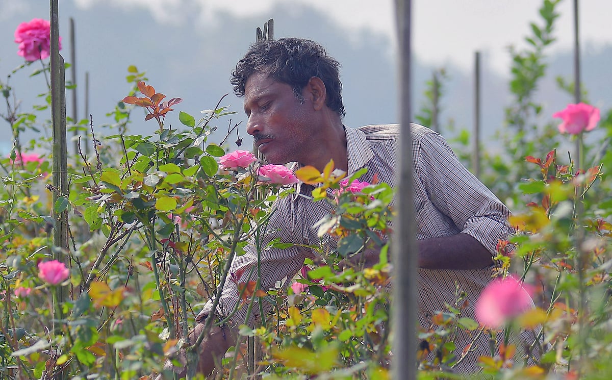 ABHISEK SAHA