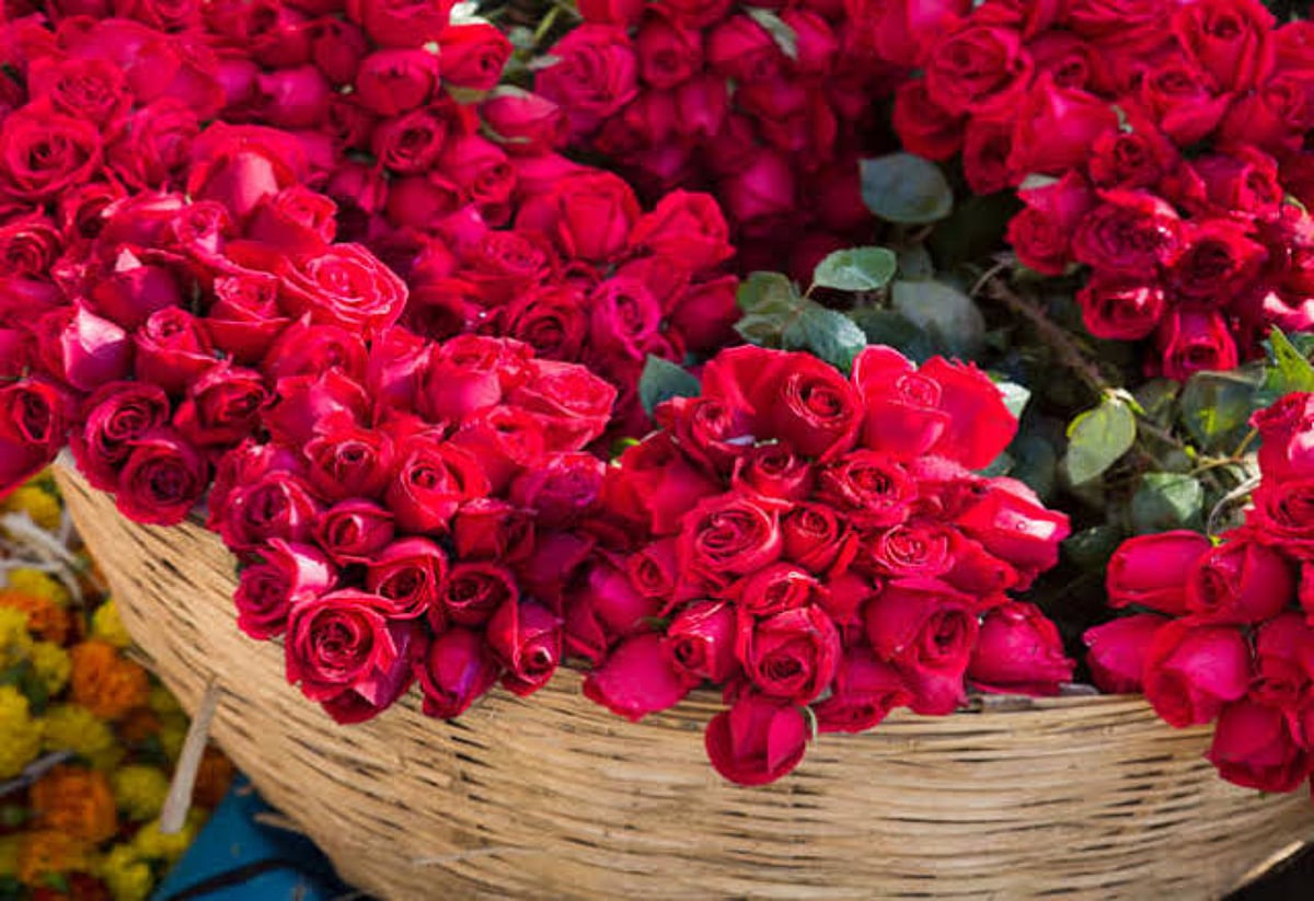 Scent of rose improves learning and sleeping