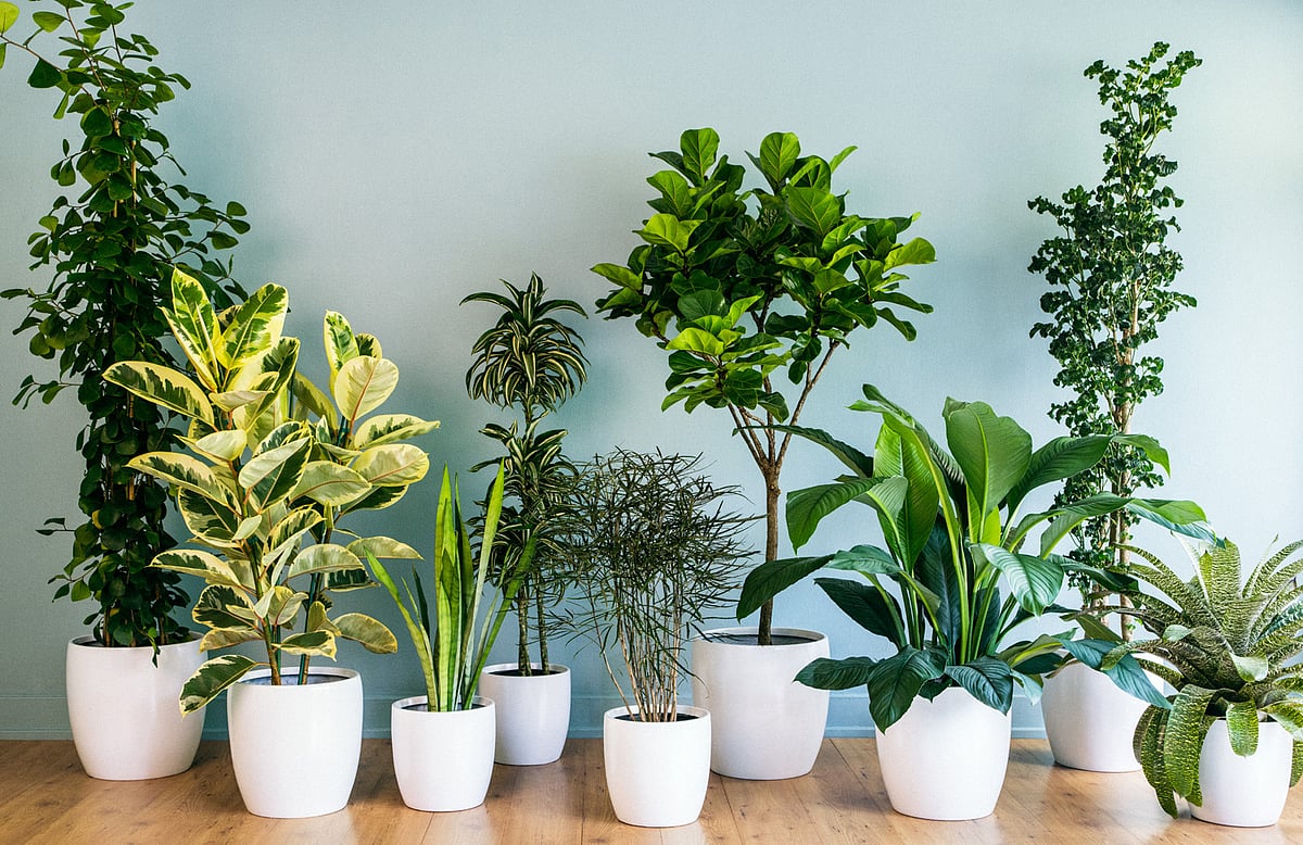 Bouquets are passe, gift a plant this Valentine’s Day  