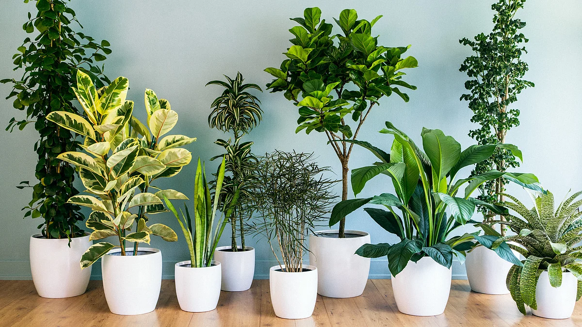 Bouquets are passe, gift a plant this Valentine’s Day  