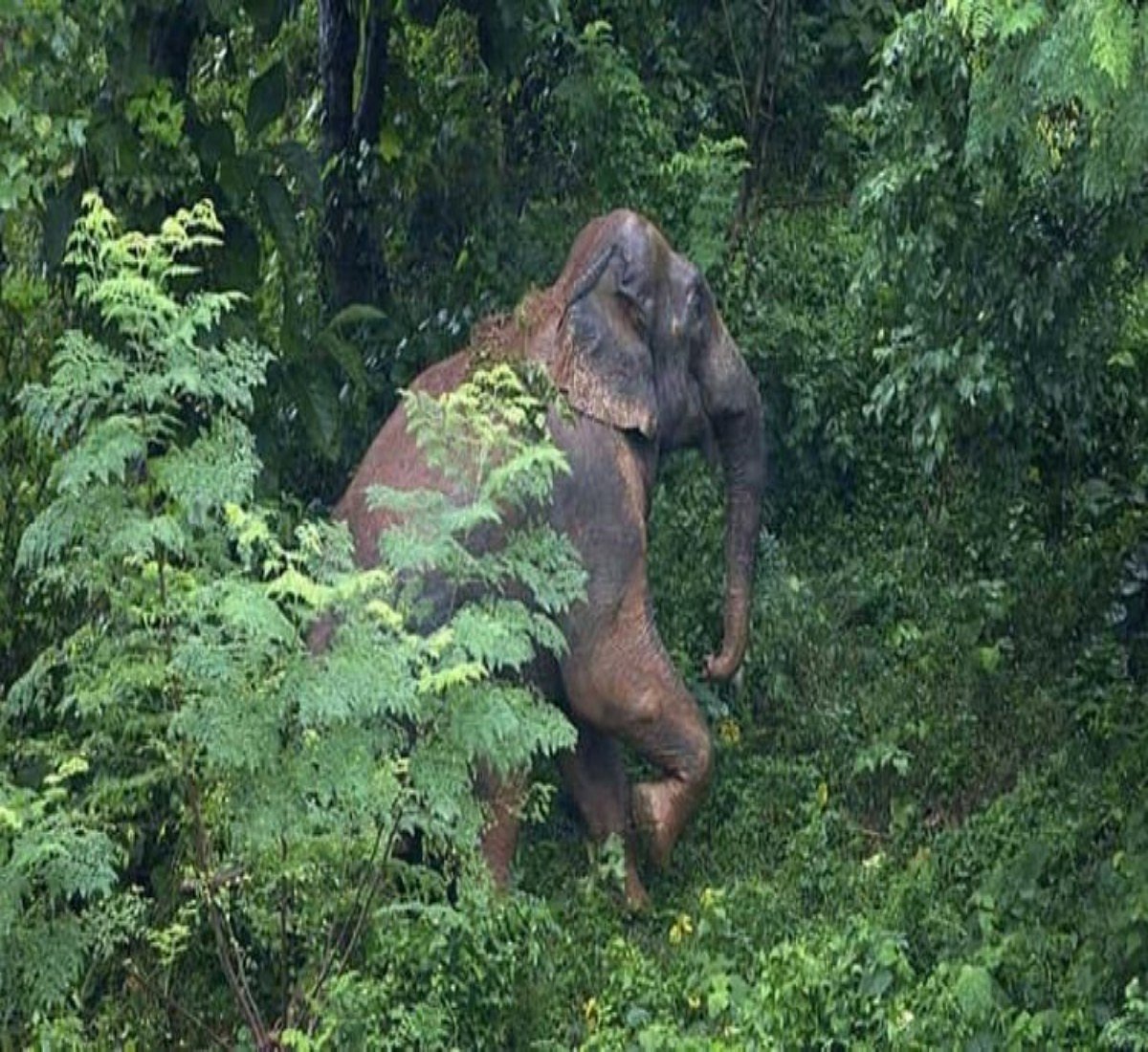 246 elephants died in Odisha in 3 years, says minister