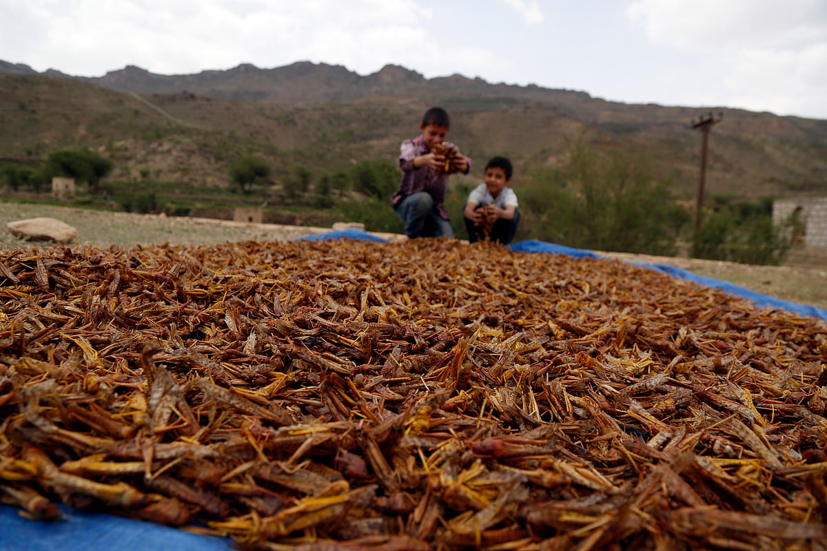 Pakistan declares national emergency over locusts  