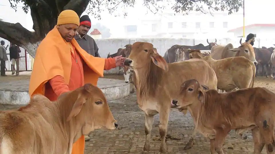 Representative image: Uttar Pradesh Chief Minister Yogi Adityanath with a herd of cows