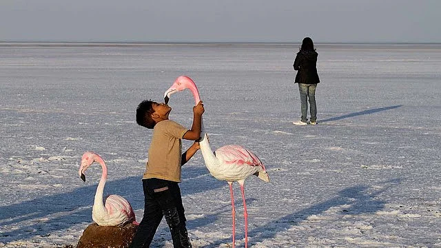The hub of birds getting choked with human waste