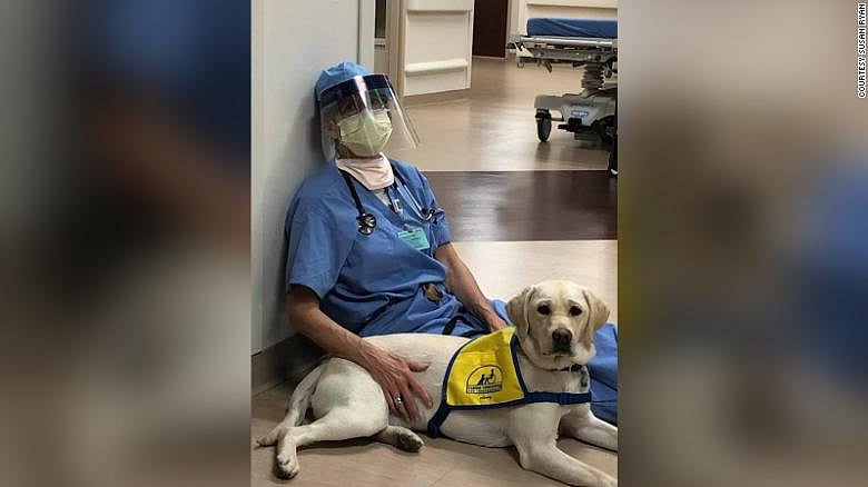 UK charity trying to train dogs to smell coronavirus  