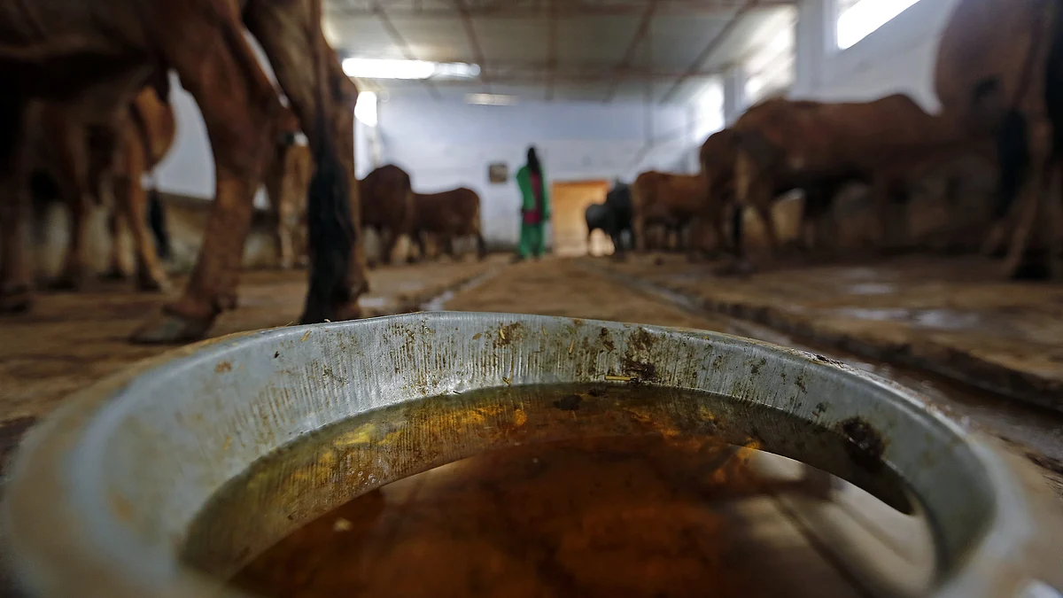 Yogi  plans to brand and sell ‘cow-urine’ and ‘cow-dung’ to generate employment 
